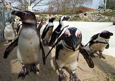 Aachener Zoo Aachener-Zoo-Pinguin-002